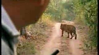 Tracking male tigers in the Emerald Forest India  BBC wildlife [upl. by Whitebook]