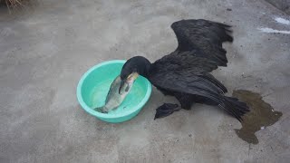 Cormorant swallows big carp [upl. by Jonina]