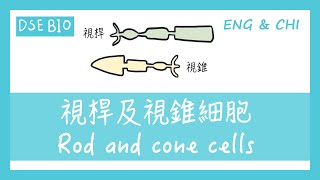 DSE BIO 視桿視錐你分唔分得清楚？rod and cone cells   DSE BIO 2019 MC Q16 [upl. by Repotsirhc]