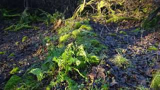 Kemp Law Vitrified Iron Age Fort South Ayrshire [upl. by Aikym]