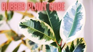 Rubber Plant Care How To Care For A Rubber Plant Ficus Elastica amp Rubber Plant Diseases [upl. by Killie887]