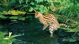 Serval Cats The Graceful Hunters of the African Savanna [upl. by Ytsirc]