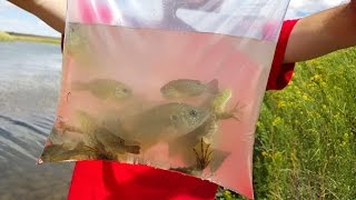 Bull Frog Cat Fish Rescue amp Blue Gill Nature Travel Herping Fishing Fun 4K [upl. by Kinsley]