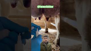 Mastitis treatment in Cattle mastitis mastitistreatment cow [upl. by Aicel]