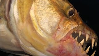 Would You Get This Close to a Goliath Tigerfish [upl. by Feodore284]