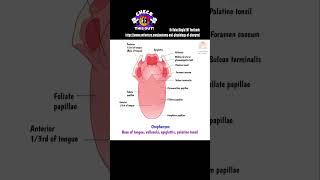 Anatomy of Pharynx  Read more Link in description  Dr Rahul Bagla Teaching ENT [upl. by Emmott]