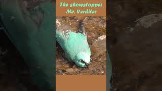 The stunning verditer flycatcher bathing in the valley stream [upl. by Daveta695]