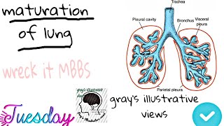 Maturation and development of lung [upl. by Anillek]