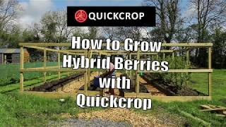 How to Grow Hybrid Berries with Quickcrop [upl. by Moe]