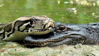 Alligator eats Python 02  Time Lapse [upl. by Nilsoj]