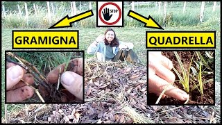 COME ELIMINARE le ERBACCE Gramigna e Quadrella in modo NATURALE  Tutorial Agricoltura [upl. by Annnora]