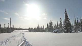 Ptarmigan Hunting Labrador [upl. by Eldridge]