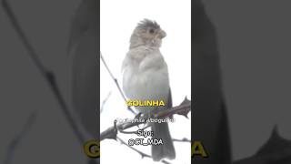 GOLINHAPARDO Sporophila albogularis natureza birdwatching birdssounds golinha  bigodinho [upl. by Scibert468]