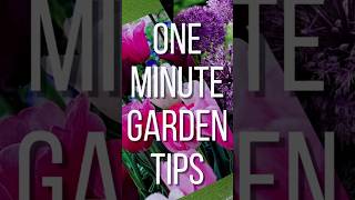 Planting 200 Tulips🌷🌷🌷Garden Entity gardenentity tulipbulbs planting shortsvideo shorts [upl. by Service466]