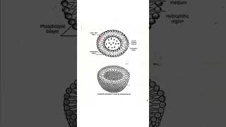 Colloidal drug delivery systems  liposomes [upl. by Eirual]