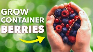 How To Grow Blueberries Raspberries and Currants in Containers [upl. by Arimahs]