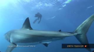 Swimming with Sharks HD [upl. by Kramlich]