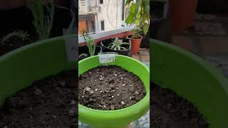 How to grow Acroclinium Paper Daisy from Seeds Easy acroclinium [upl. by Yemarej]