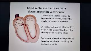 Vectores cardiacos durante la despolarización ventricular [upl. by Bulley]