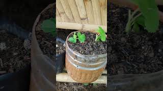 Replanted STRawberry runners 😁 asmrvideo fruit farming shorts garden strawberry [upl. by Minsk]