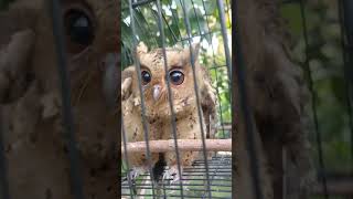 burung hantu clepuk owl burunghantu [upl. by Nyleek]