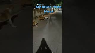 Are dekho chuha bhag raha hai vairalshort funnyvideo chuhabhagadoglover dodandMousemousegaming [upl. by Naitsabes]