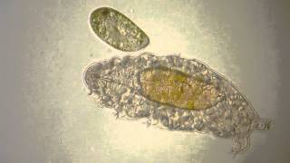 Water bear Tardigrade meets Paramecium [upl. by Houston]