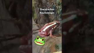 DreistreifenBaumsteiger🐸 frog frosch amphibia amphibien tiere shortvideo shorts animals [upl. by Nahej]