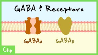 GABA Transmitter System amp Synaptic Inhibition Explained Shunting Inhibition GABAa GABAb  Clip [upl. by Stanway548]