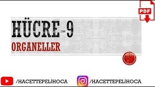 27  HÜCRE9 ORGANELLER  TYT  9Sınıf  hacettepelihoca [upl. by Chandal699]