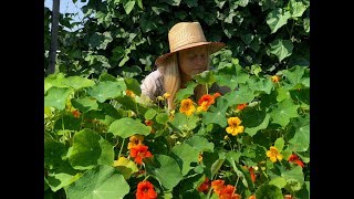 Nasturtium Easy to Grow and Delicious [upl. by Beatrix]