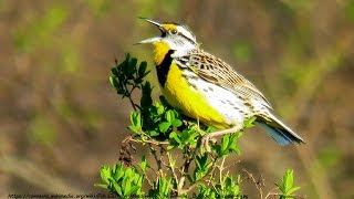 Eastern Meadowlark Song  Birding By Ear [upl. by Kassia]