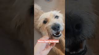 dogpet raça fiapo de mangakkkkk [upl. by Croteau]