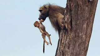 When This Baby Baboon Fell At The Mercy Of A Lion A Camera Recorded The Cat’s Incredible Reaction [upl. by Tedder]