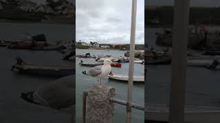 St Mawes Pier amp Harbour Act Explained A Dive into Cornwall’s Maritime History cornwall history [upl. by Nagirrek]