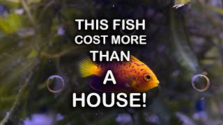 The most expensive fish I’ve ever bought [upl. by Erolyat124]