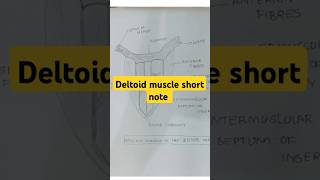 Deltoid muscle anatomy short note  deltoide anatomy bhmsshorts [upl. by Obbard]