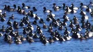 Greater Scaup Ducks at Shoal Harbour Newfoundland Feb 2013wmv [upl. by Rednasxela]