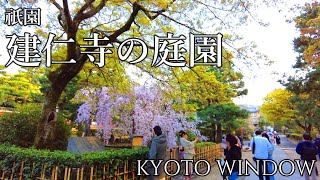 京都散歩【桜舞う 祇園 建仁寺】Walking in Kyoto Japan [upl. by Esinart742]