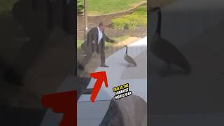 Man Attacked by Goose almost dies😨😲 shortsviral shortsfeed [upl. by Yenaled]