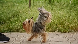 Dog tricks on a 20minute quarantine walk Yorkshire Terrier Part of the dog tricks challenge [upl. by Harms89]