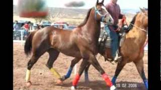 CABALLOS DEL PANTANAL GRUPO LABERINTO [upl. by Ameluz877]