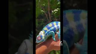 Chromatophores are pigmented cells that help the chameleon change colors [upl. by Anyad]