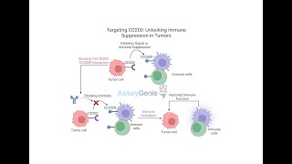 Targeting CD200 Unlocking Immune Suppression in Tumors [upl. by Christiana]