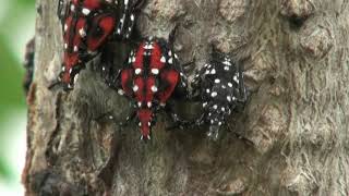 Spotted lanternfly life cycle 2021 [upl. by Kissie]