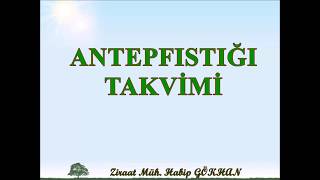 ANTEPFISTIĞI TAKVİMİ [upl. by Geier]