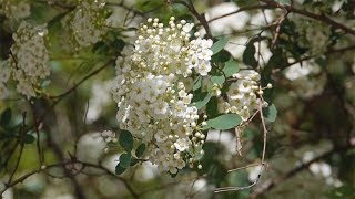 Braut Spierstrauch Spiraea arguta [upl. by Aaronson]