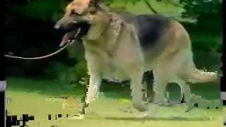 AKC Series quotDog Stepsquot documentary [upl. by Friedland]