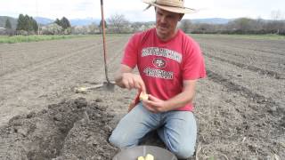 How to Plant Potatoes [upl. by Alyss]