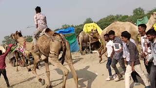 camel running ll  camel festival Gujrat sidhpur mela ll [upl. by Thar]